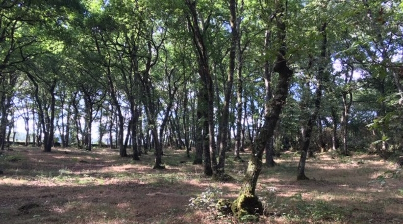 Lugo - Castroverde - 31305m2