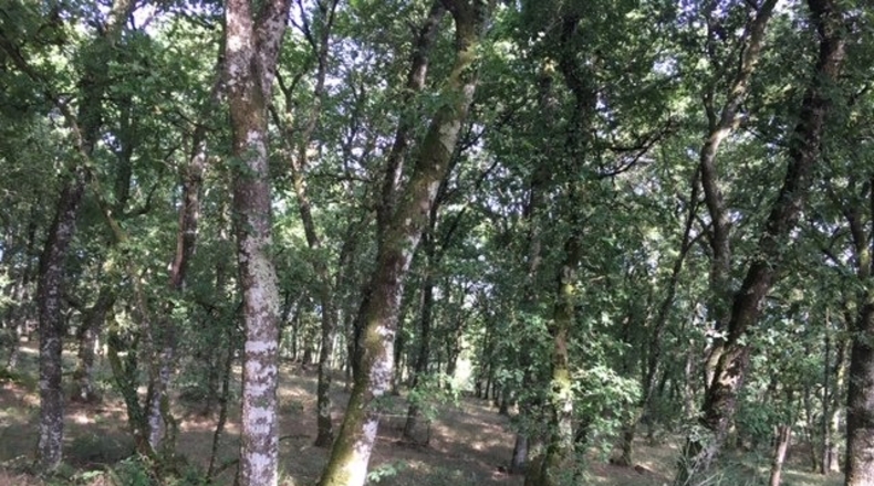 Lugo - Castroverde - 31305m2