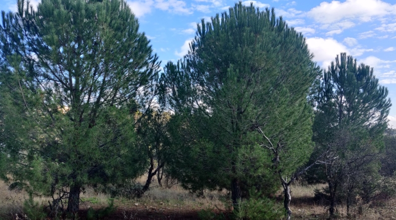 Toledo - Reguerones - 4012m2