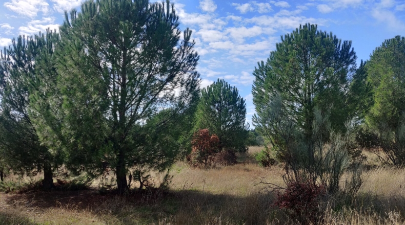 Toledo - Reguerones - 4012m2
