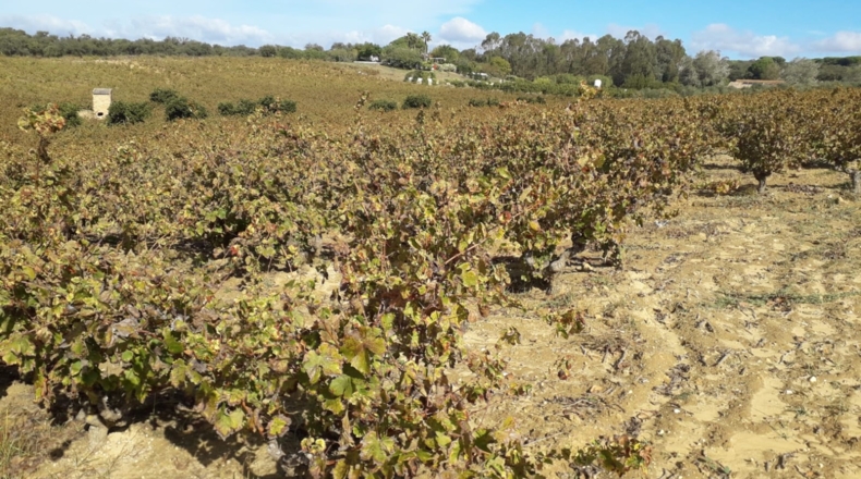 Huelva - Bollullos Par del Condado - 25000m2