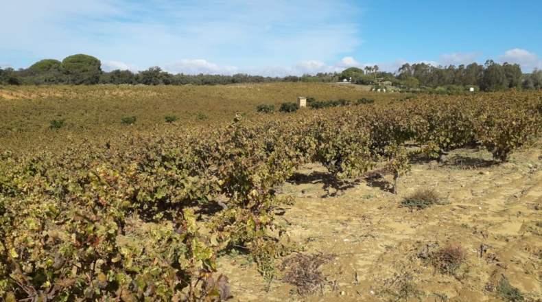 Huelva - Bollullos Par del Condado - 25000m2