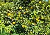 Земельный участок на продажу в городе Llocnou de Sant Jeroni Фото