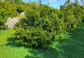 Земельный участок на продажу в городе Llocnou de Sant Jeroni Фото