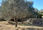 Земельный участок на продажу в городе Llocnou de Sant Jeroni Фото