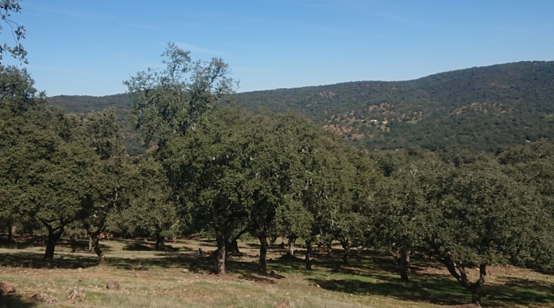 Huelva - Cortegana - 140000m2