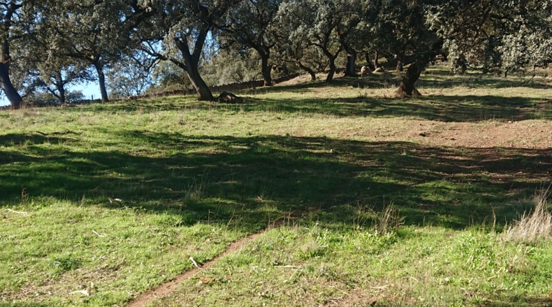 Huelva - Cortegana - 140000m2