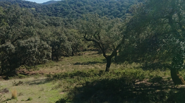 Huelva - Cortegana - 140000m2