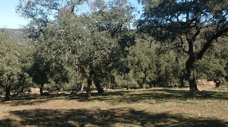 Huelva - Cortegana - 140000m2