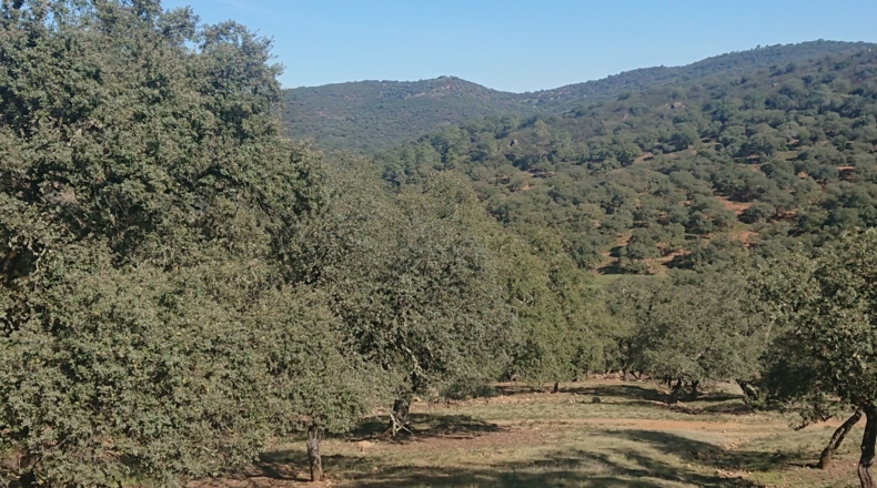 Huelva - Cortegana - 140000m2