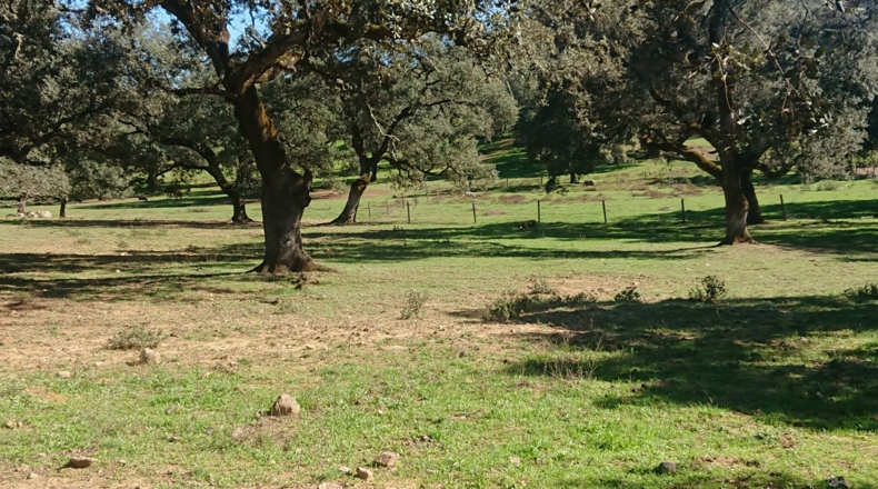 Huelva - Cortegana - 140000m2