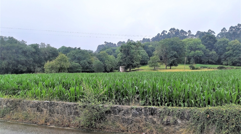 Cantabria - San Mamés de Aras - 36721m2