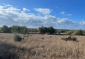 Land with ruins for sale on Ma-14, Santanyí, ref: TR62458 photo