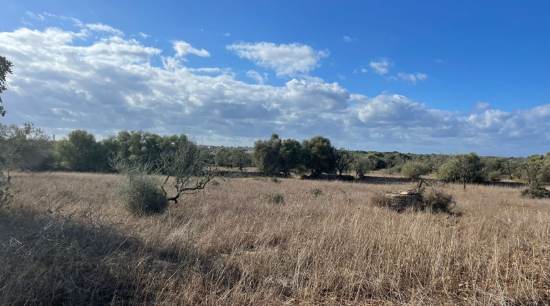 Islas Baleares - Santañy - 24034m2