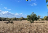 Land with ruins for sale on Ma-14, Santanyí, ref: TR62458 photo