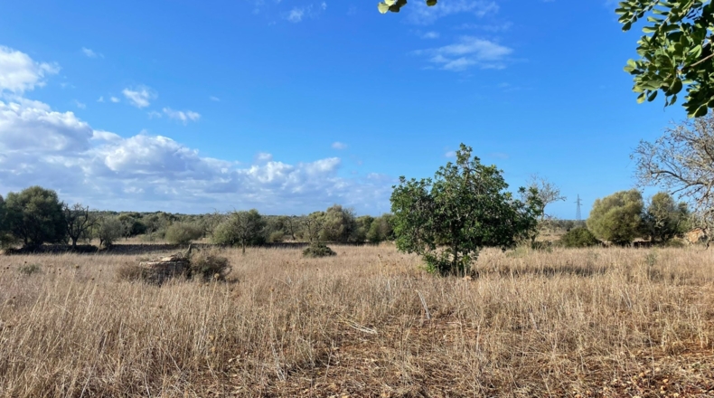 Islas Baleares - Santañy - 24034m2