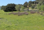 Non-developable land for sale on Na Timonera, Santanyí, ref: TR62457 photo