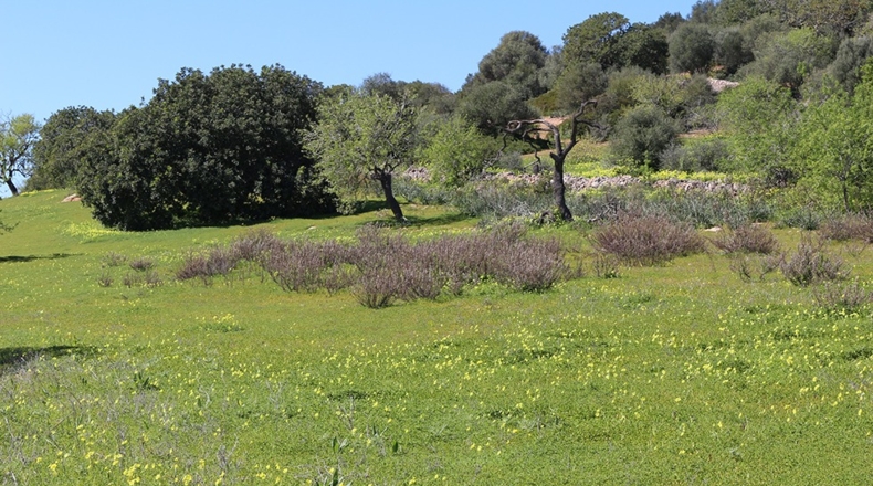 Islas Baleares - Santañy - 49162m2