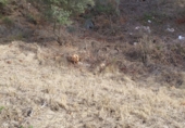Sòl urbà en venda a la Avinguda de Maristany, Sant Quintí de Mediona, ref.: TR63034 foto
