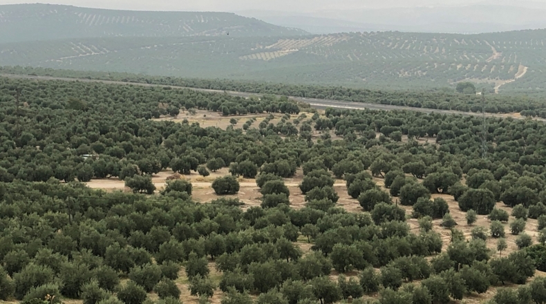 Jaén - Jaén - 100100m2