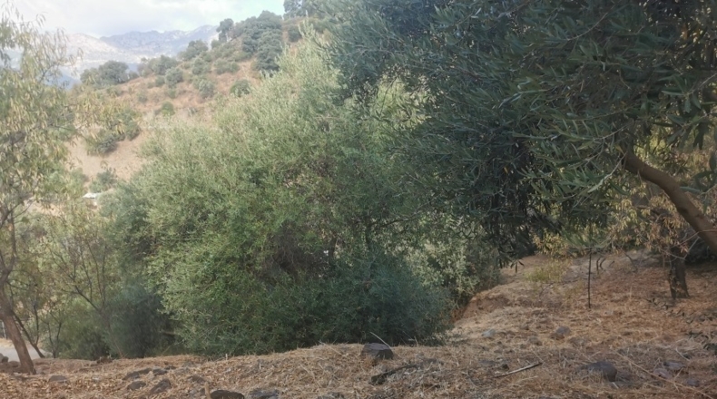 Málaga - Jubrique - 3900m2