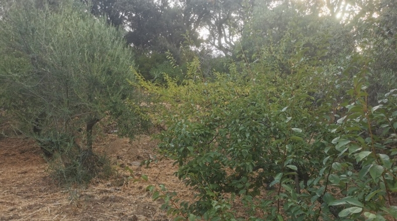 Málaga - Jubrique - 3900m2
