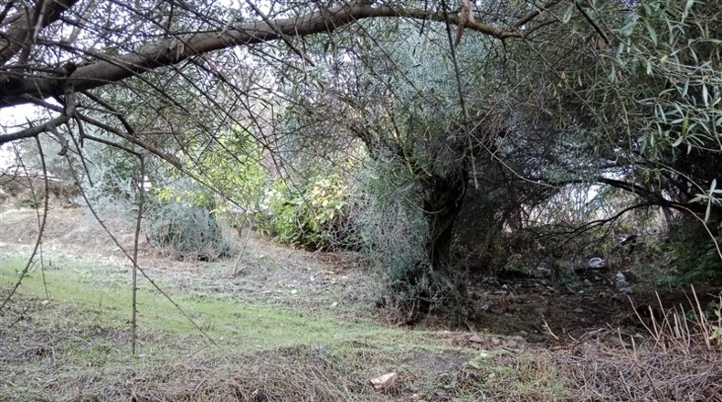 Málaga - Benarrabá - 700m2
