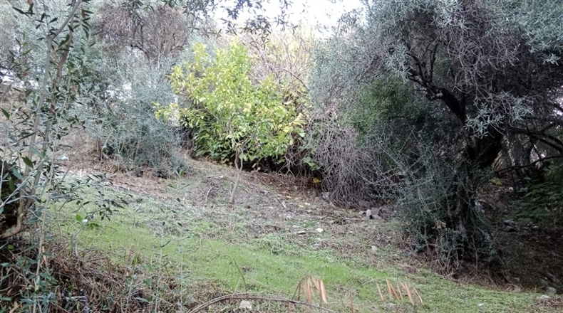 Málaga - Benarrabá - 700m2