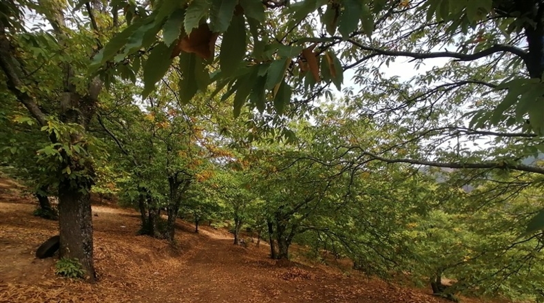 Málaga - Jubrique - 28500m2