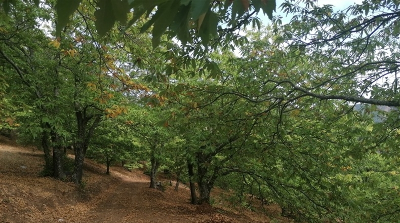 Málaga - Jubrique - 28500m2