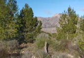 Land suitable for development for sale on camino de el agudo, Hondón de los Frailes, ref: TR65758 photo
