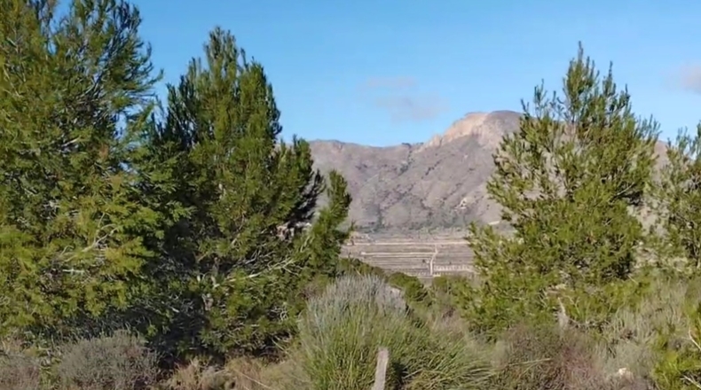 Alicante - Hondón de los Frailes - 20000m2