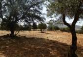 Rural estate for sale on Peñalsordo, ref: TR65888 photo