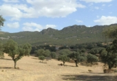 Rural estate for sale on Peñalsordo, ref: TR65888 photo