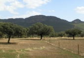 Rural estate for sale on Peñalsordo, ref: TR65888 photo