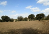 Rural estate for sale on Peñalsordo, ref: TR65888 photo