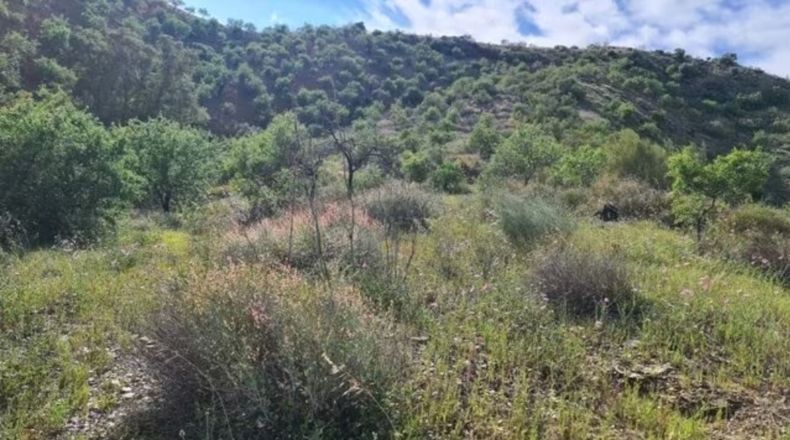 Málaga - Almogía - 6521m2