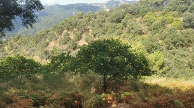 Málaga - Jubrique - 28500m2