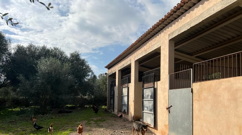 Islas Baleares - Ariany - 21743m2