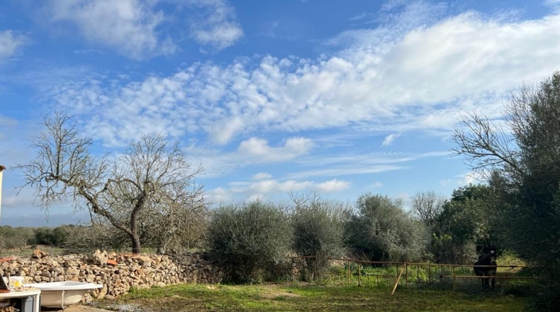 Islas Baleares - Ariany - 21743m2