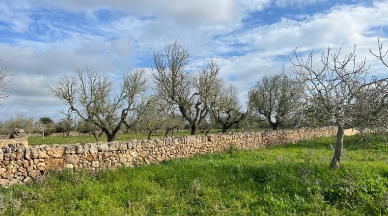 Islas Baleares - Ariany - 21743m2