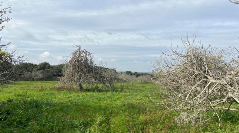 Islas Baleares - Ariany - 21743m2