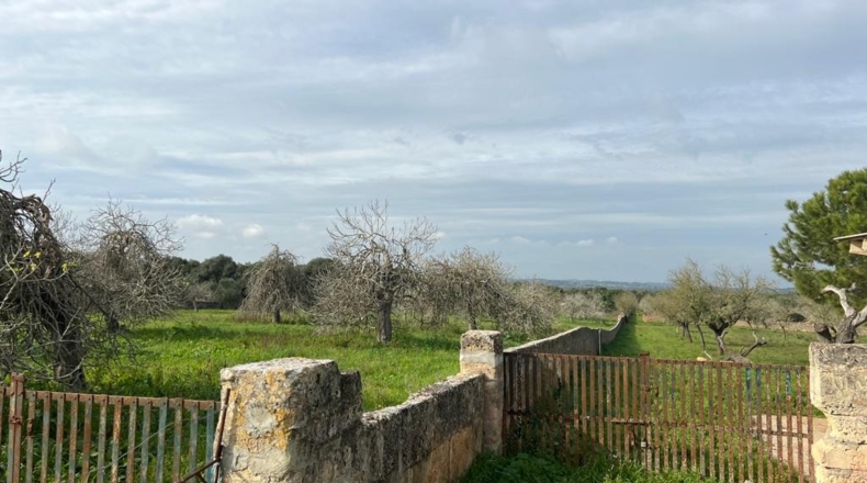 Islas Baleares - Ariany - 21743m2