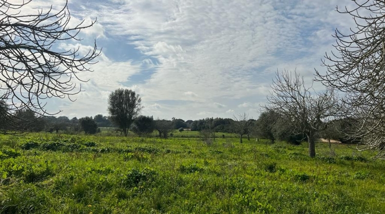 Islas Baleares - Ariany - 21743m2