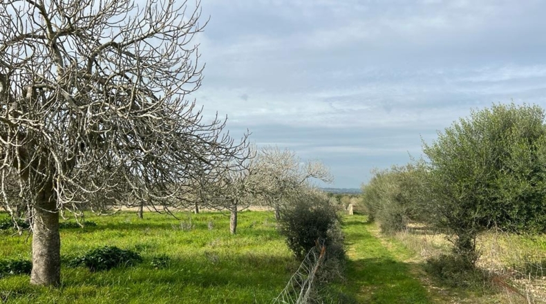 Islas Baleares - Ariany - 21743m2