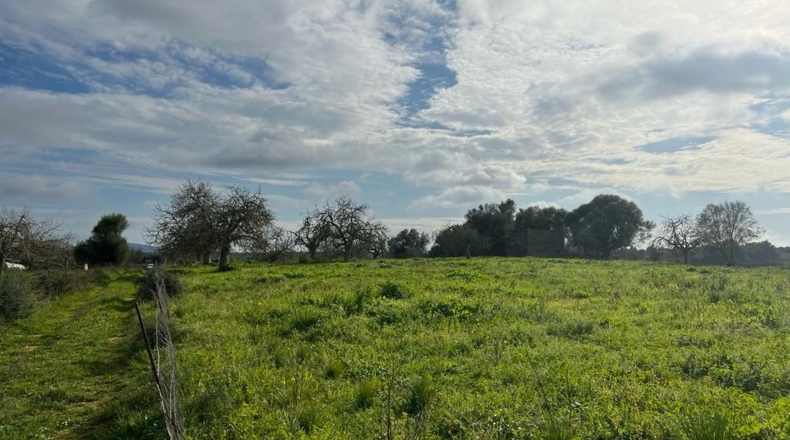 Islas Baleares - Ariany - 21743m2