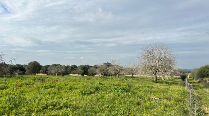 Islas Baleares - Ariany - 21743m2
