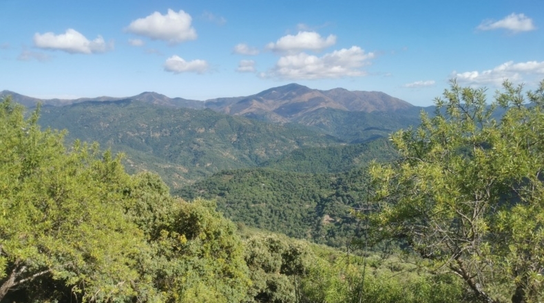 Málaga - Benalauría - 3191m2