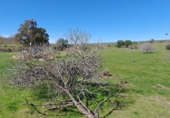 Parcela urbanizable en venta en la Estación, Cabeza del Buey, ref: TR66693 foto