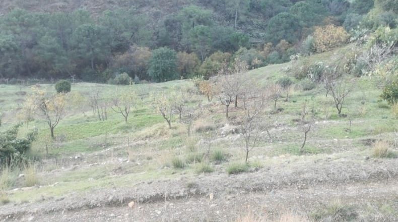 Málaga - Istán - 50000m2